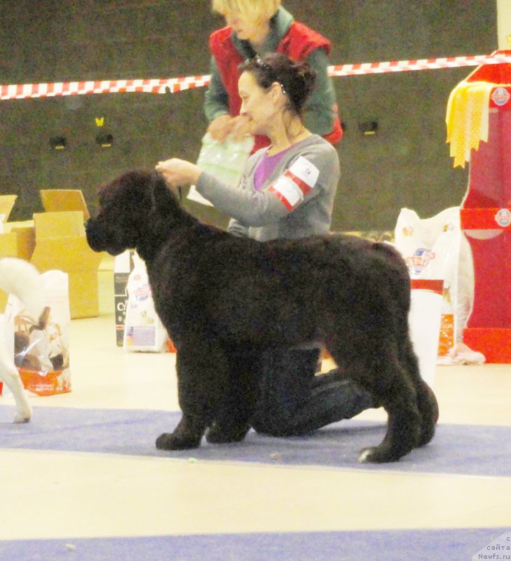 Фото: ньюфаундленд Beguschaya po Volnam Сhart Topper (Бегущая по Волнам Чарт Топпер)