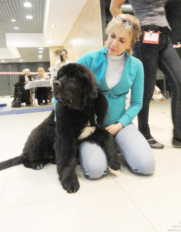 Фото: ньюфаундленд Beguschaya po Volnam Сhart Topper (Бегущая по Волнам Чарт Топпер), YUliana Nikiforova (Юлиана Никифорова)