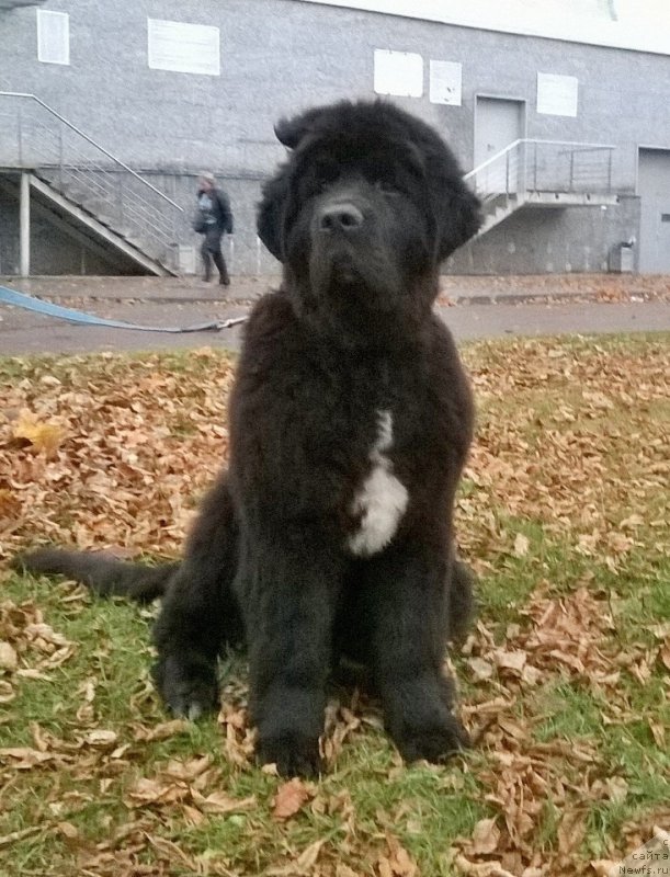 Фото: ньюфаундленд Beguschaya po Volnam Сhart Topper (Бегущая по Волнам Чарт Топпер)