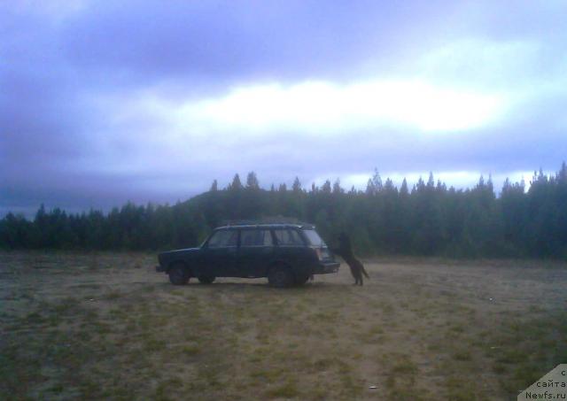 Фото: ньюфаундленд Zenon Zacharovannyiy Princ (Зенон Зачарованный Принц)