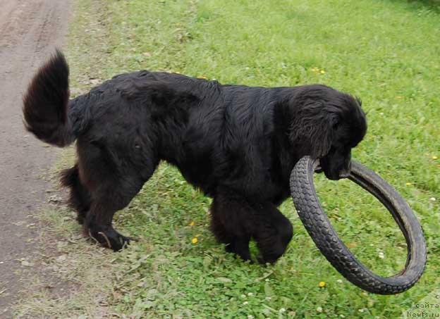 Фото: ньюфаундленд Sent Djons Orfey (Сент Джонс Орфей)