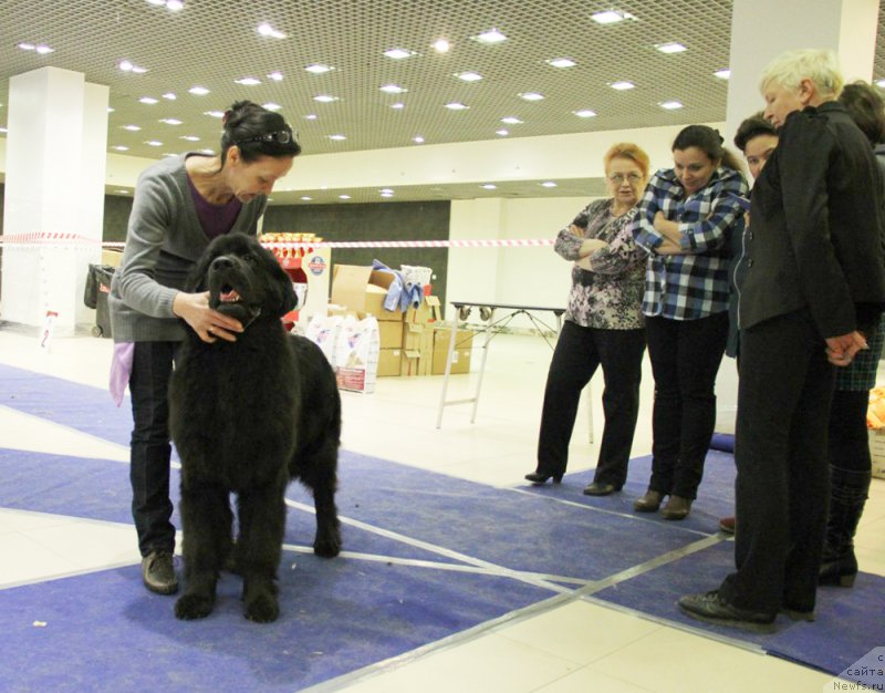 Фото: ньюфаундленд Beguschaya po Volnam Ring of Fire (Бегущая по Волнам Ринг оф Фире)