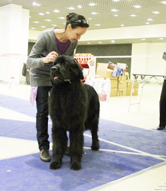 Фото: ньюфаундленд Beguschaya po Volnam Ring of Fire (Бегущая по Волнам Ринг оф Фире)