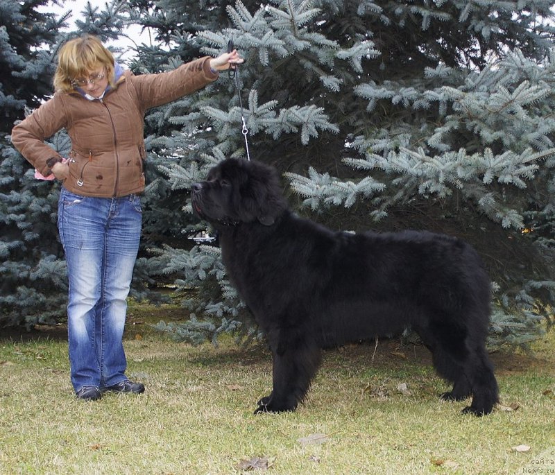 Фото: ньюфаундленд Smigar Legenda Vesny (Смигар Легенда Весны)