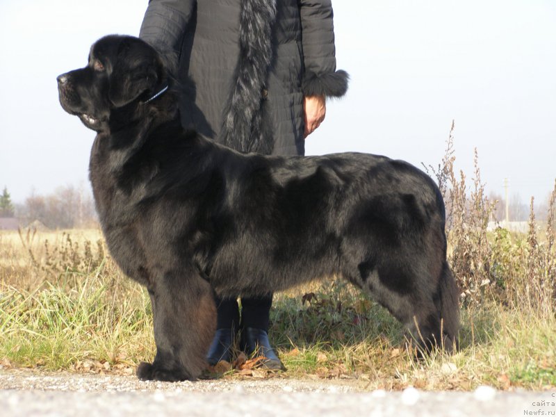 Фото: ньюфаундленд Chernaya Mafia Maybe She Will (Черная Мафия Маубе Ше Вилл)