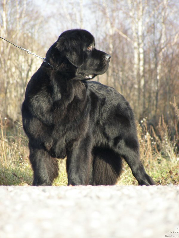 Фото: ньюфаундленд Chernaya Mafia Maybe She Will (Черная Мафия Маубе Ше Вилл)