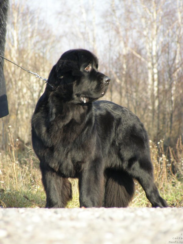 Фото: ньюфаундленд Chernaya Mafia Maybe She Will (Черная Мафия Маубе Ше Вилл)
