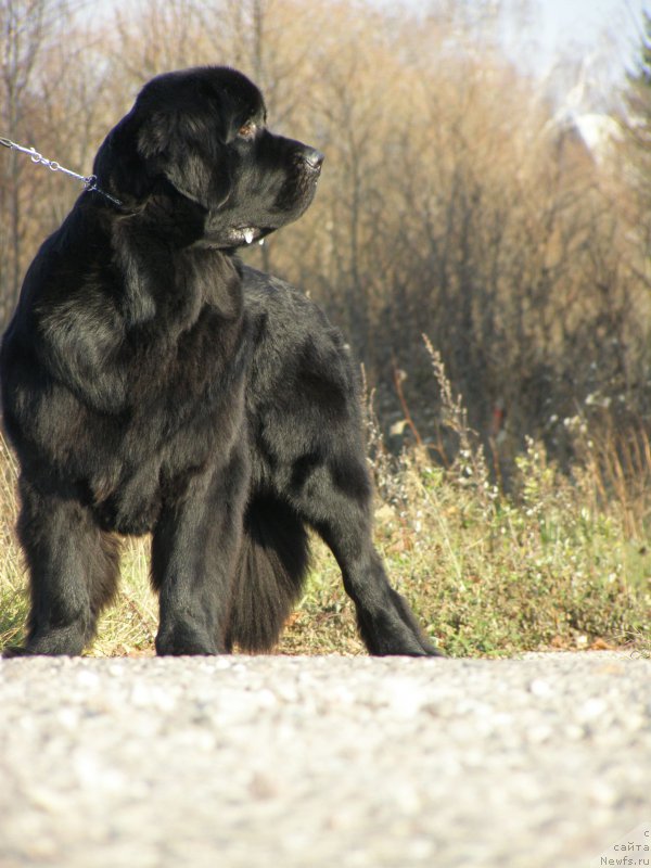 Фото: ньюфаундленд Chernaya Mafia Maybe She Will (Черная Мафия Маубе Ше Вилл)