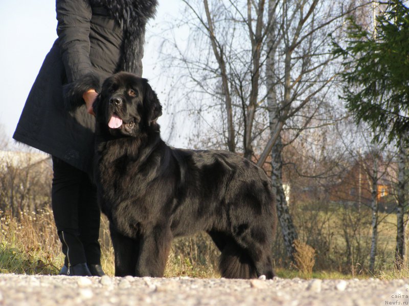 Фото: ньюфаундленд Chernaya Mafia Maybe She Will (Черная Мафия Маубе Ше Вилл)