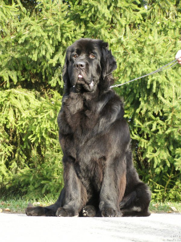 Фото: ньюфаундленд Chernaya Mafia Maybe She Will (Черная Мафия Маубе Ше Вилл)