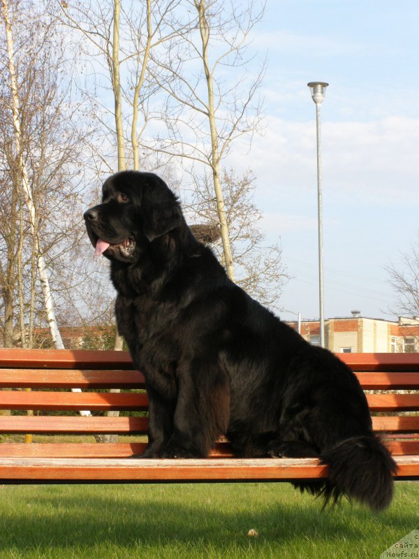 Фото: ньюфаундленд Chernaya Mafia Maybe She Will (Черная Мафия Маубе Ше Вилл)