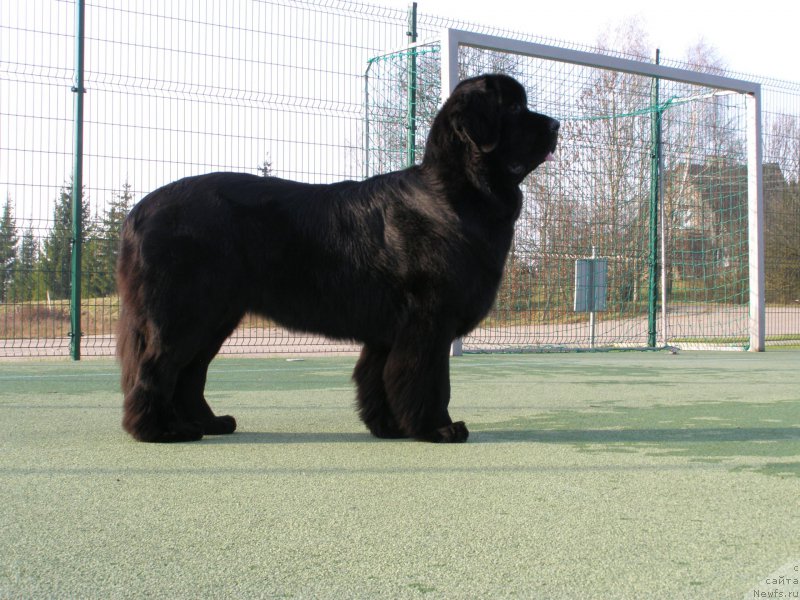 Фото: ньюфаундленд Chernaya Mafia Maybe She Will (Черная Мафия Маубе Ше Вилл)