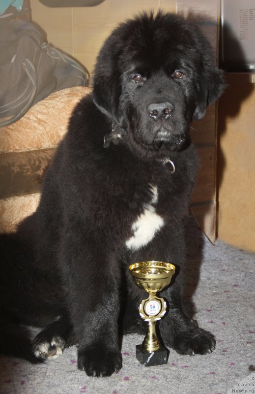 Фото: ньюфаундленд Beguschaya po Volnam Сhart Topper (Бегущая по Волнам Чарт Топпер)