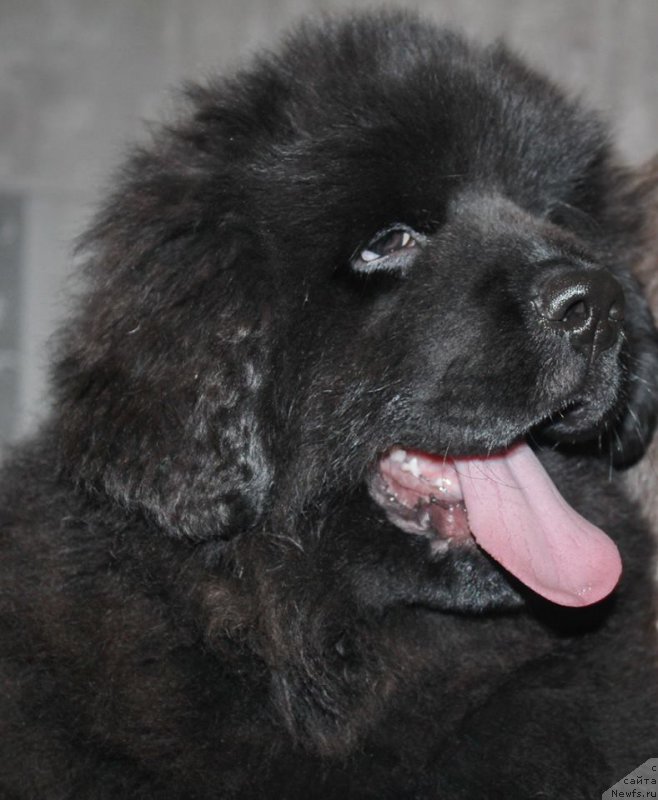 Фото: ньюфаундленд Alfa Dar Oksa Avinsenta (Альфа Дар Окса Авинсента)