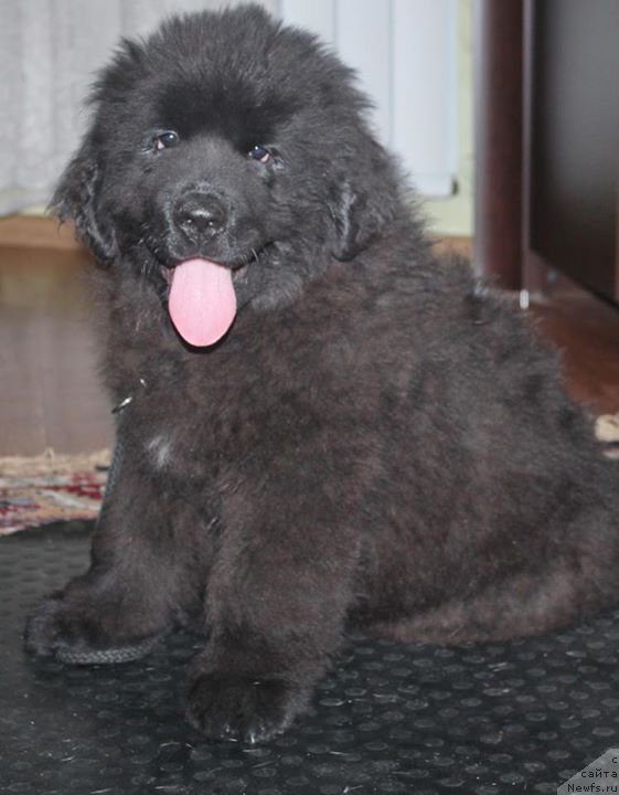 Фото: ньюфаундленд Alfa Dar Oksa Avinsenta (Альфа Дар Окса Авинсента)