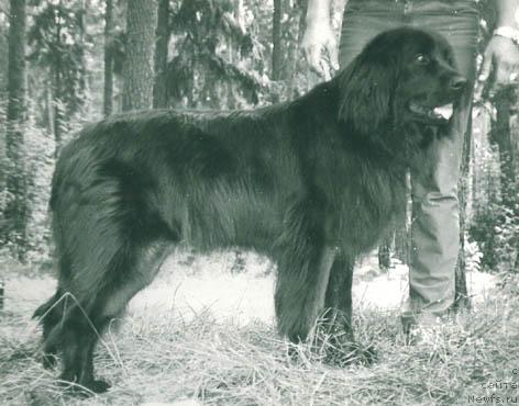 Фото: ньюфаундленд Gera Vel'kam (Гера Велькам)