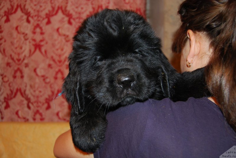 Фото: ньюфаундленд Super Premium Lav Mi Tender (Супер Премиум Лав Ми Тендер)