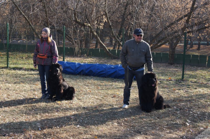 Фото: Irina Skladnova (Ирина Складнова), ньюфаундленд Chernyj Chank s Berega Dona (Черный Чанк с Берега Дона), Andrey Vasil'cov (Андрей Васильцов), ньюфаундленд Laymar Seynari (Лаймар Сейнари)