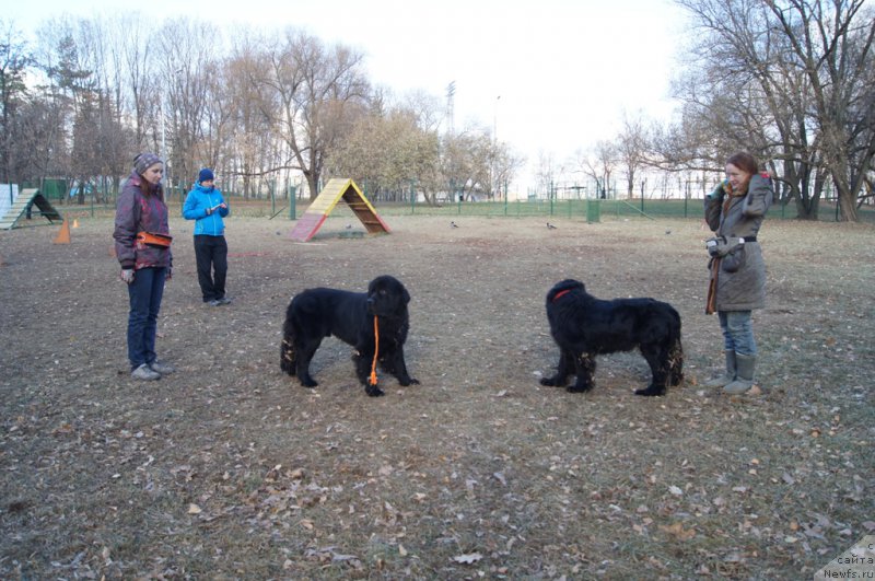 Фото: Mariya Boykova (Мария Бойкова), ньюфаундленд Chernyj Chank s Berega Dona (Черный Чанк с Берега Дона), ньюфаундленд Sent Djons Jozayya Valeri (Сент Джонс Жозайя Валери)