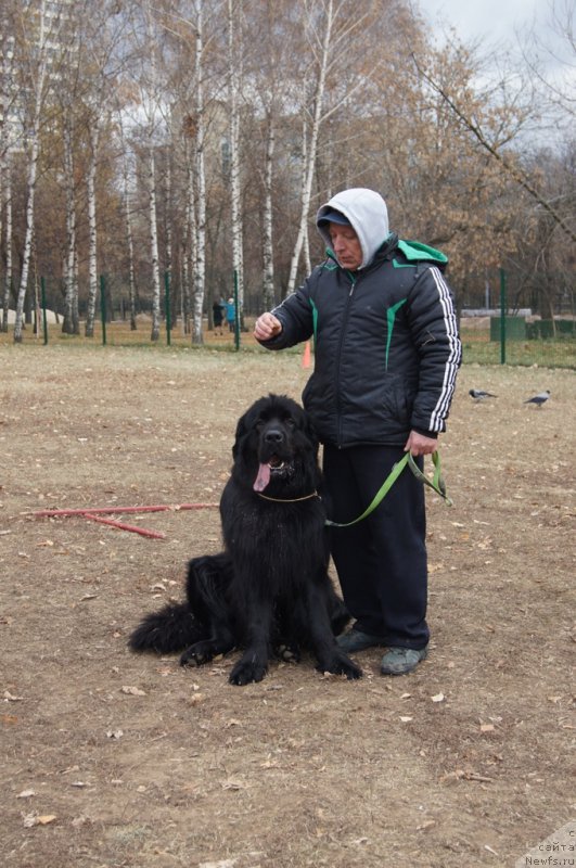 Фото: Валера, ньюфаундленд Chisty Brilliant Amigo (Чистый Бриллиант Амиго)