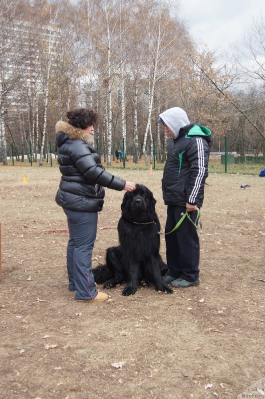 Фото: Оксана, ньюфаундленд Chisty Brilliant Amigo (Чистый Бриллиант Амиго), Валера