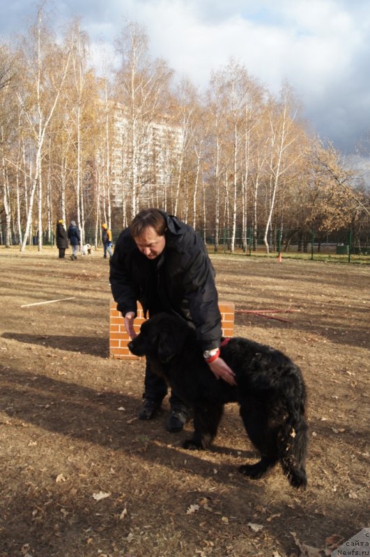 Фото: Леонид, ньюфаундленд Sent Djons Larel Leolanda (Сент Джонс Ларель Леоланда)