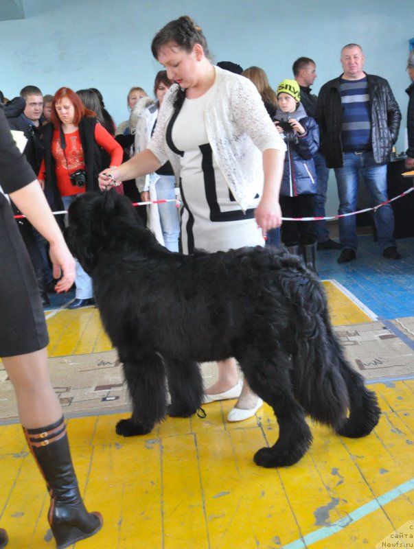 Фото: ньюфаундленд Kara Ayular Grand F'yuchi YAvnyiy Lider (Кара Аюлар Гранд Фьючи Явный Лидер), Tat'yana Rustanova (Татьяна Рустанова)