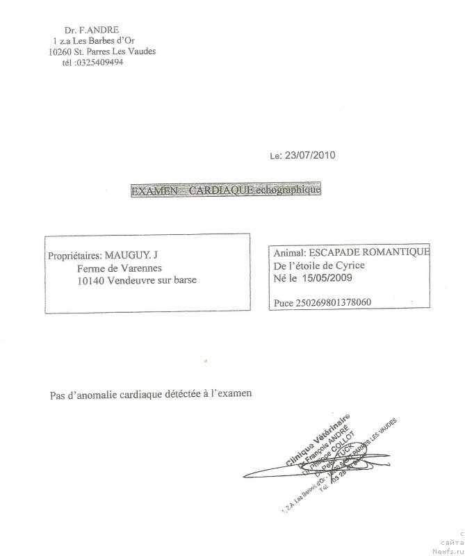 Фото: ньюфаундленд Escapade Romantique de L'Etoile de Cyrice