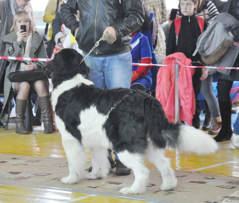 Фото: ньюфаундленд Leonardo San-Marino (Леонардо Сан-Марино), Sergey Batirbekov (Сергей Батирбеков)