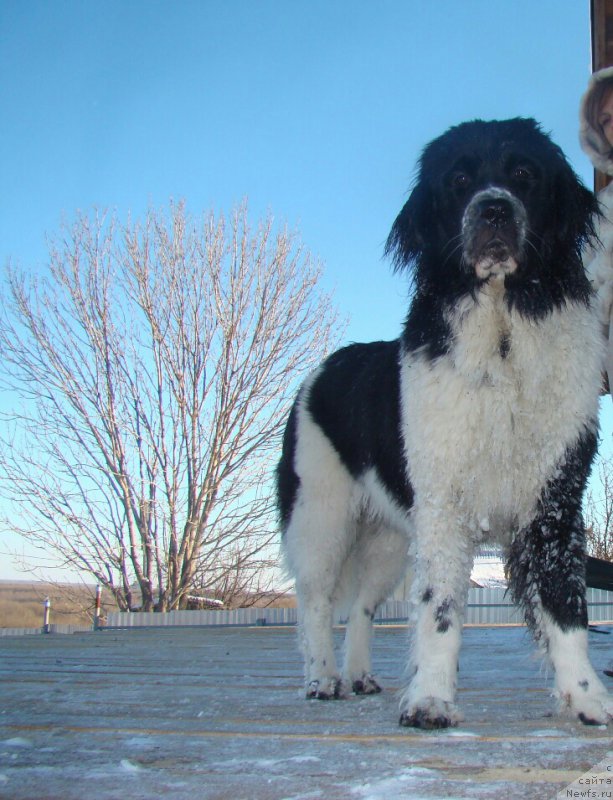 Фото: ньюфаундленд Sent Djons Intriga (Сент Джонс Интрига)