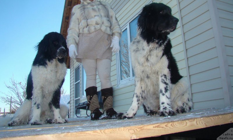 Фото: ньюфаундленд Sent Djons Intriga (Сент Джонс Интрига), ньюфаундленд Sent Djons Donna Summer (Сент Джонс Донна Саммер)