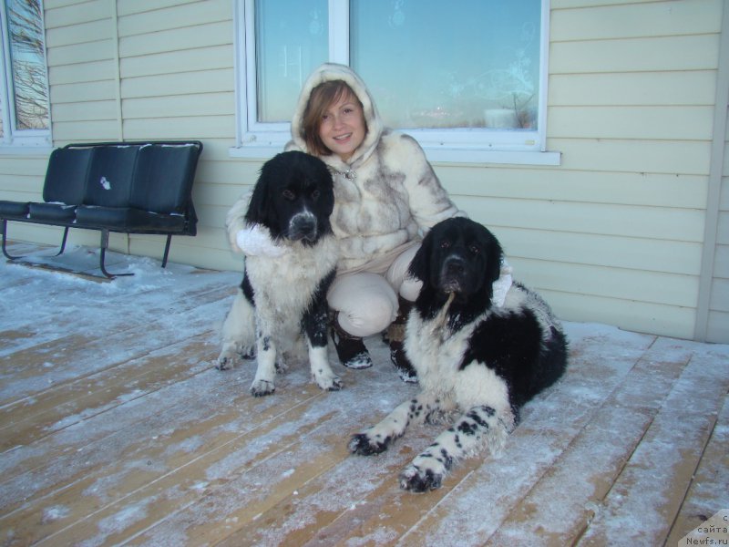 Фото: ньюфаундленд Sent Djons Intriga (Сент Джонс Интрига), ньюфаундленд Sent Djons Donna Summer (Сент Джонс Донна Саммер)