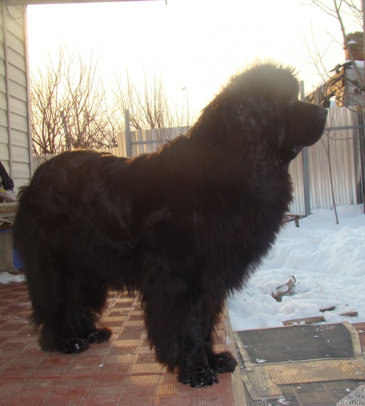 Фото: ньюфаундленд Obayatel'naya Ledi ot Laskovogo Del'fina (Обаятельная Леди от Ласкового Дельфина)