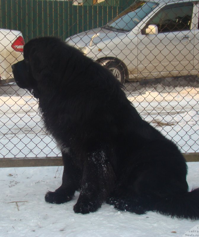Фото: ньюфаундленд Real Masterpiece Midnight Bear