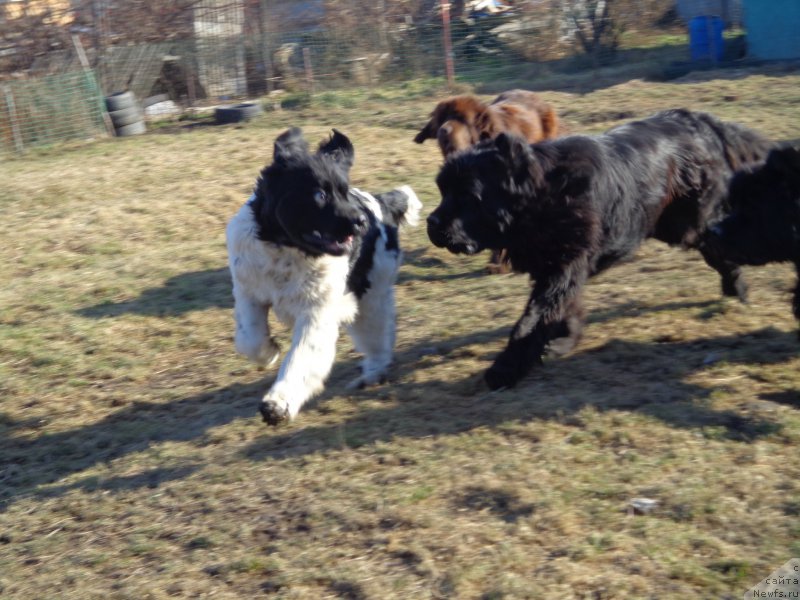 Фото: ньюфаундленд Super Premium Litoniel Vallaninor (Супер Премиум Литониэль Валланинор), ньюфаундленд Super Premium Nao Del Trato (Супер Премиум Нао Дел Трато)