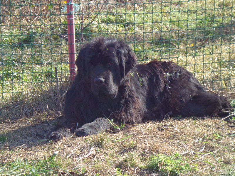 Фото: ньюфаундленд Super Premium Nao Del Trato (Супер Премиум Нао Дел Трато)