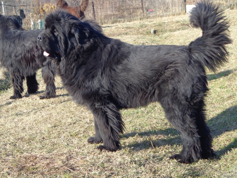 Фото: ньюфаундленд Super Premium Mikado (Супер Премиум Микадо)