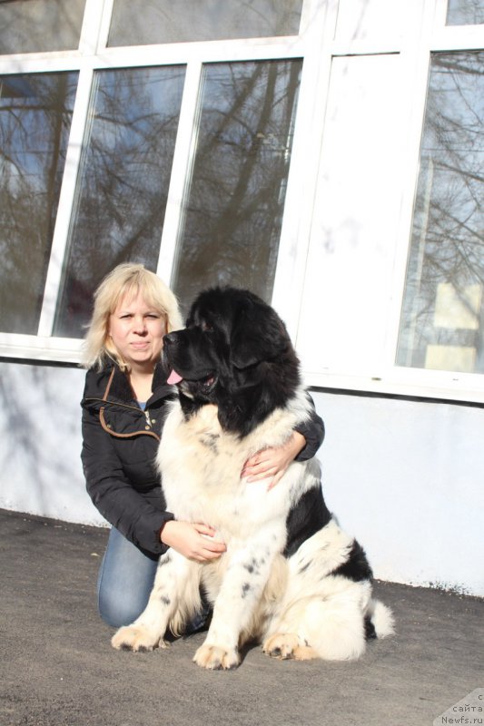 Фото: ньюфаундленд Keeper Soul Nou Daut Best (Кипер Соул Ноу Даут Бэст), Elena Zaborova (Brehina) (Елена Заборова (Брехина))