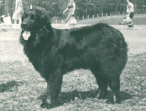 Фото: ньюфаундленд Gressi Tuana (Гресси Туана)