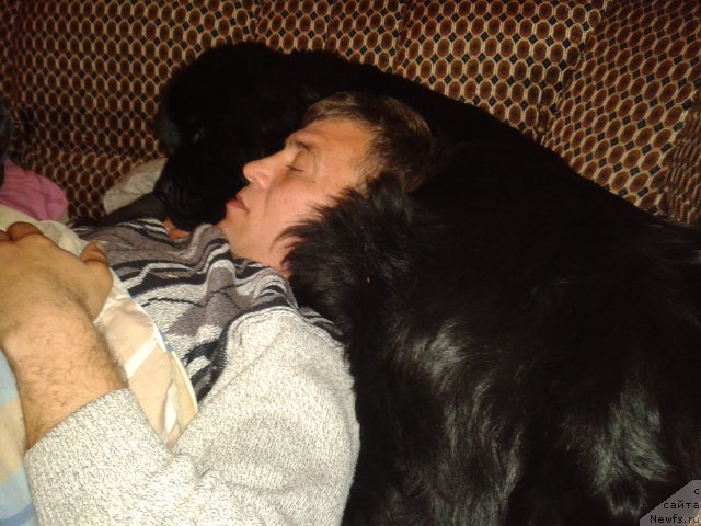 Фото: ньюфаундленд Super Premium Merlin Monro (Супер Премиум Мерлин Монро)