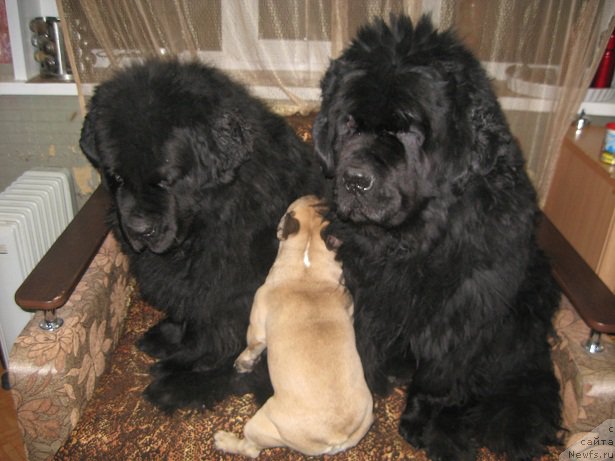 Фото: ньюфаундленд Tsarevich Slavny iz Medvejyego Yara (Царевич Славный из Медвежьего Яра), ньюфаундленд Yuzhny Sharm iz Medvejyego Yara (Южный Шарм из Медвежьего Яра)