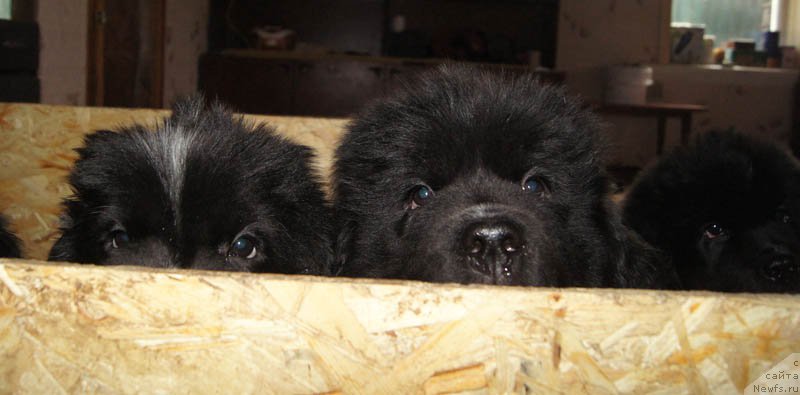 Фото: ньюфаундленд Super Bizon Malina (Супер Бизон Малина), ньюфаундленд Super Bizon Melodiya (Супер Бизон Мелодия)