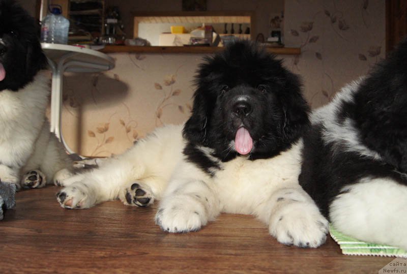 Фото: ньюфаундленд Super Bizon Miroslava (Супер Бизон Мирослава)