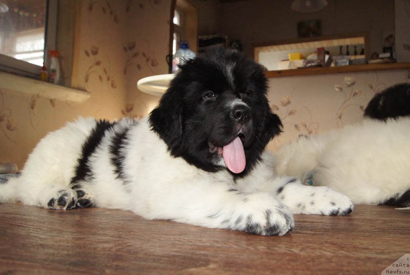 Фото: ньюфаундленд Super Bizon Malina (Супер Бизон Малина)