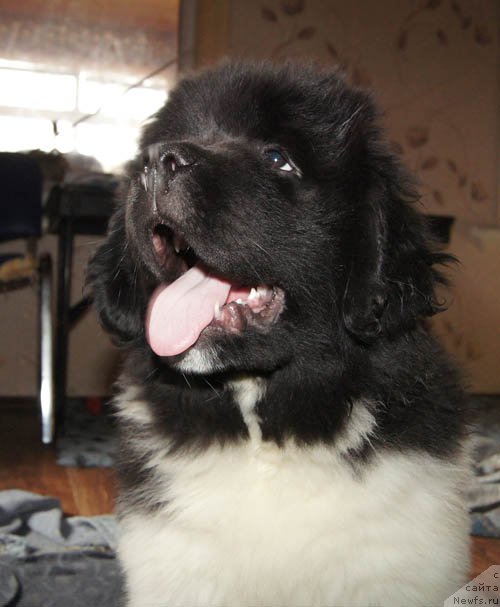 Фото: ньюфаундленд Super Bizon Melodiya (Супер Бизон Мелодия)