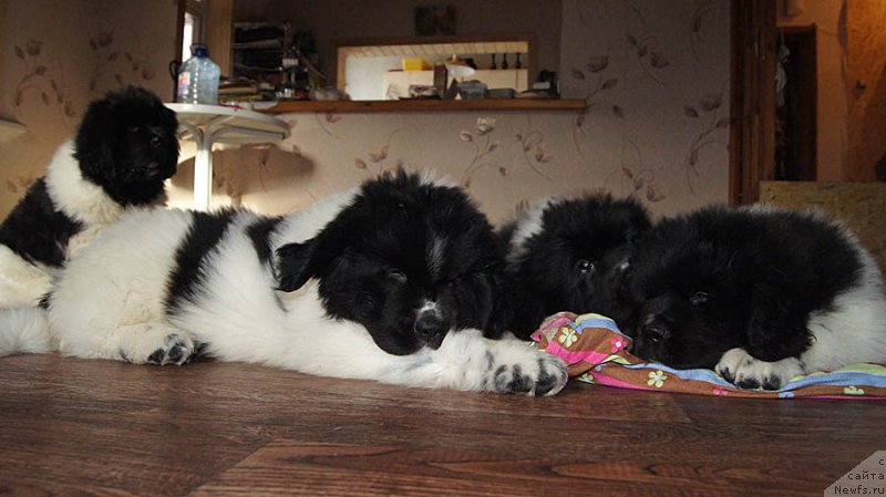 Фото: ньюфаундленд Super Bizon Matil'da (Супер Бизон Матильда), ньюфаундленд Super Bizon Malina (Супер Бизон Малина), ньюфаундленд Super Bizon Miroslava (Супер Бизон Мирослава), ньюфаундленд Super Bizon Melodiya (Супер Бизон Мелодия)