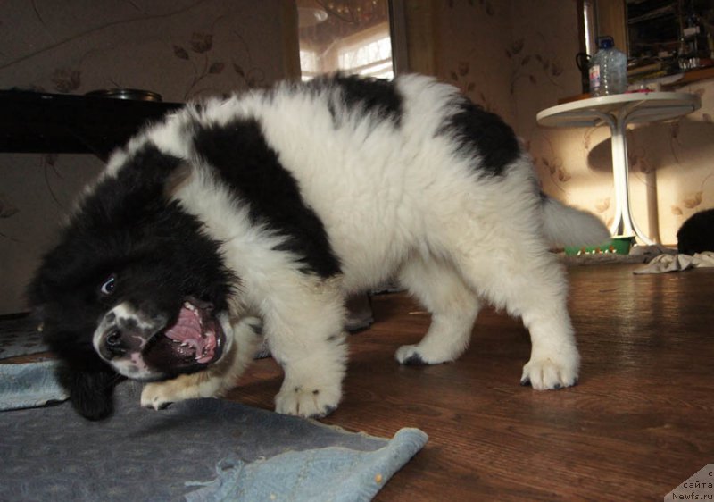 Фото: ньюфаундленд Super Bizon Mursielaga (Супер Бизон Мурсиелага)