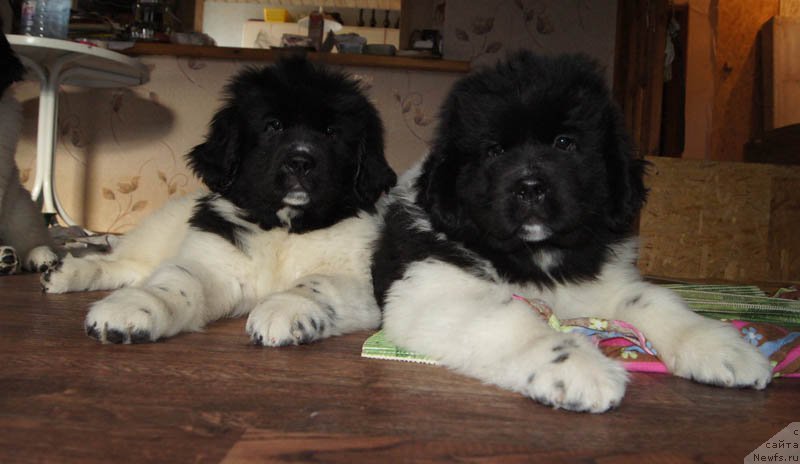 Фото: ньюфаундленд Super Bizon Miroslava (Супер Бизон Мирослава), ньюфаундленд Super Bizon Melodiya (Супер Бизон Мелодия)