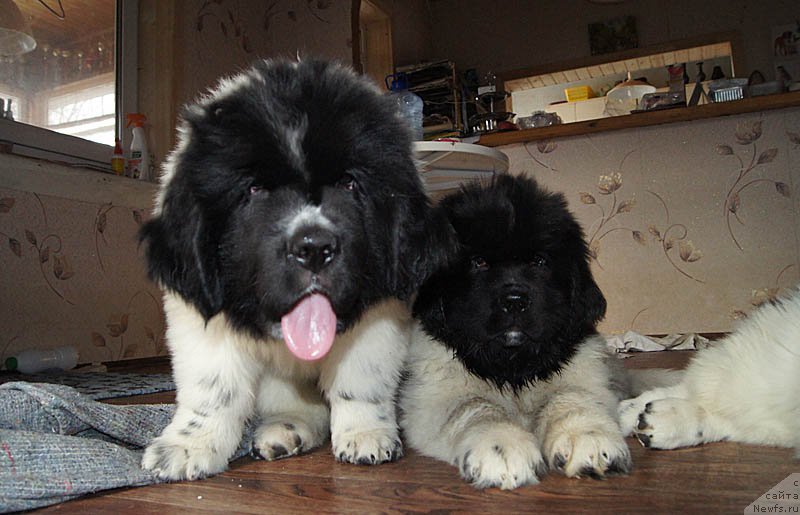 Фото: ньюфаундленд Super Bizon Malina (Супер Бизон Малина), ньюфаундленд Super Bizon Melodiya (Супер Бизон Мелодия)