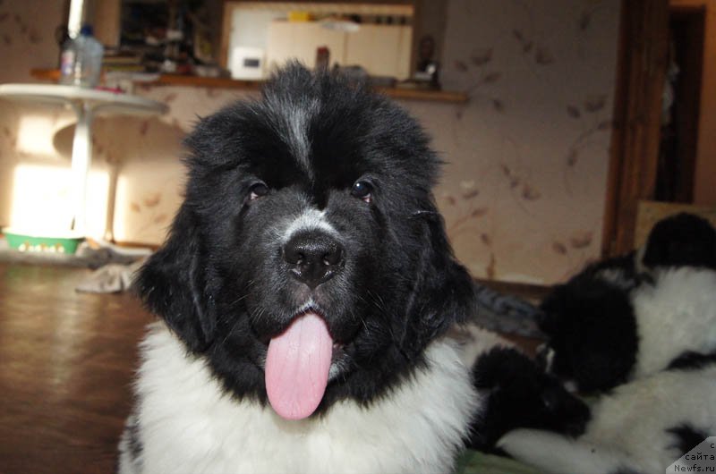 Фото: ньюфаундленд Super Bizon Malina (Супер Бизон Малина)